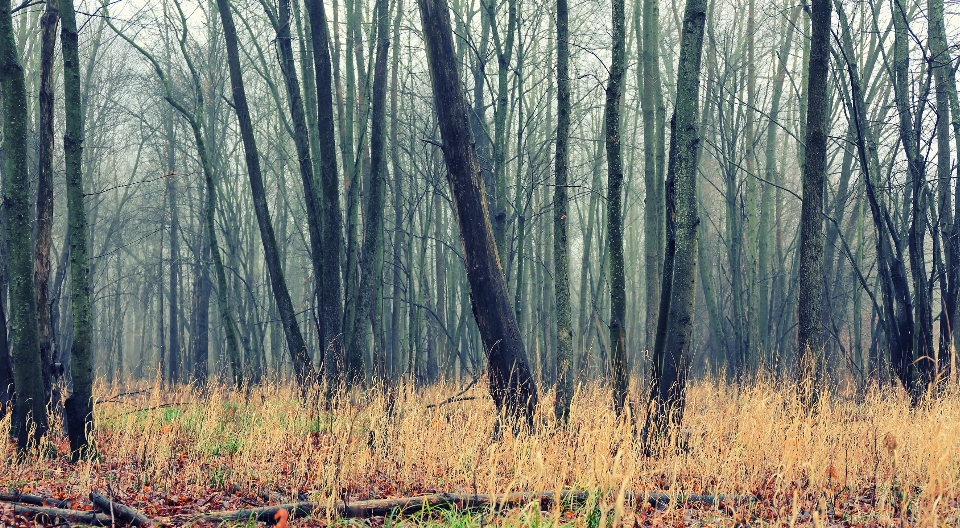 Landscape tree nature forest