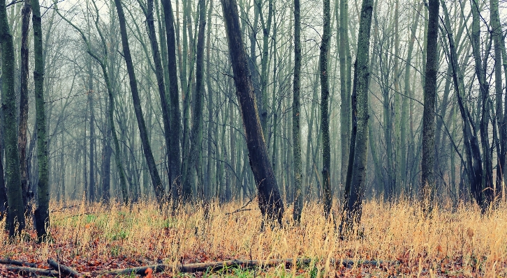 Landscape tree nature forest Photo