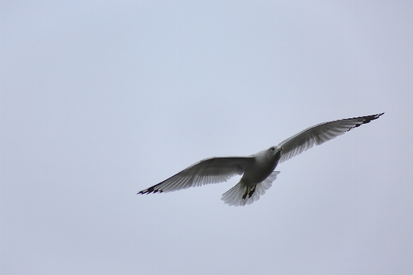 Nature bird wing sky Photo