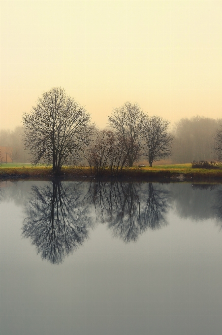 Landscape tree water nature