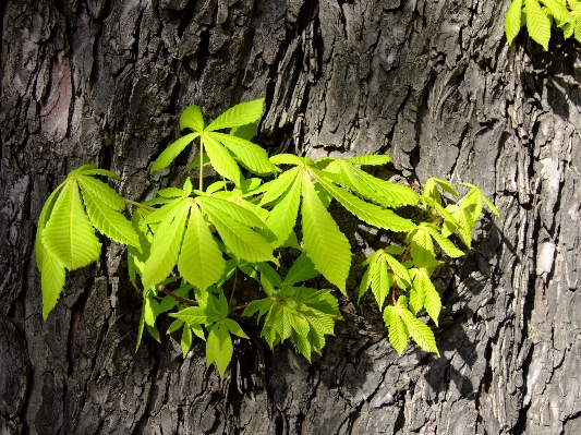 Tree nature forest branch Photo