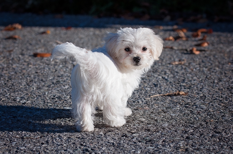 Blanc doux chiot chien