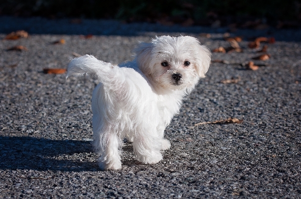 White sweet puppy dog Photo