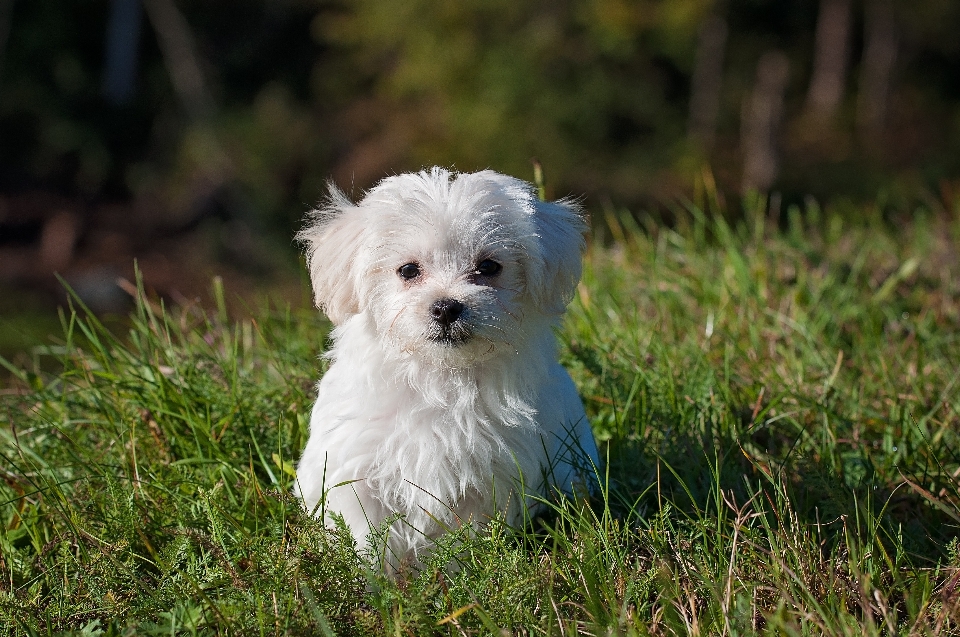 Nature white meadow puppy