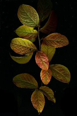 Tree branch plant sunlight Photo