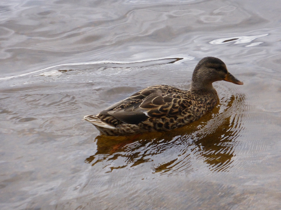 Eau nature oiseau aile