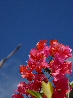 自然 花 植物 葉 写真