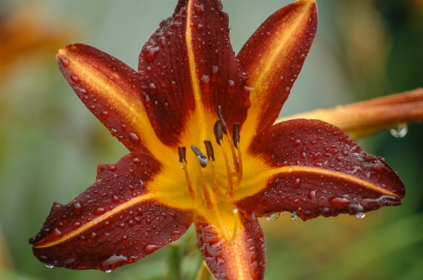 Nature outdoor blossom plant Photo