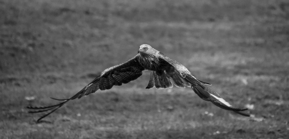 自然 鳥 黒と白
 野生動物