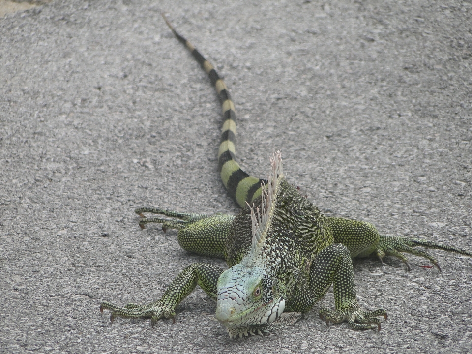 Fauna silvestre reptil iguana