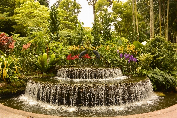 Flower pond swimming pool backyard Photo