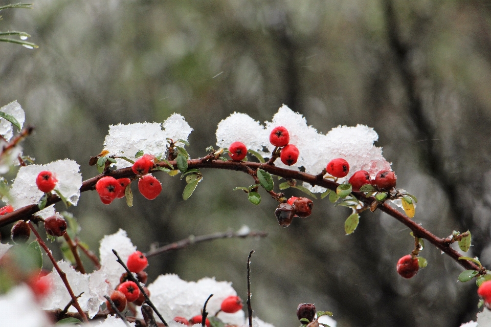 树 分支 开花 雪