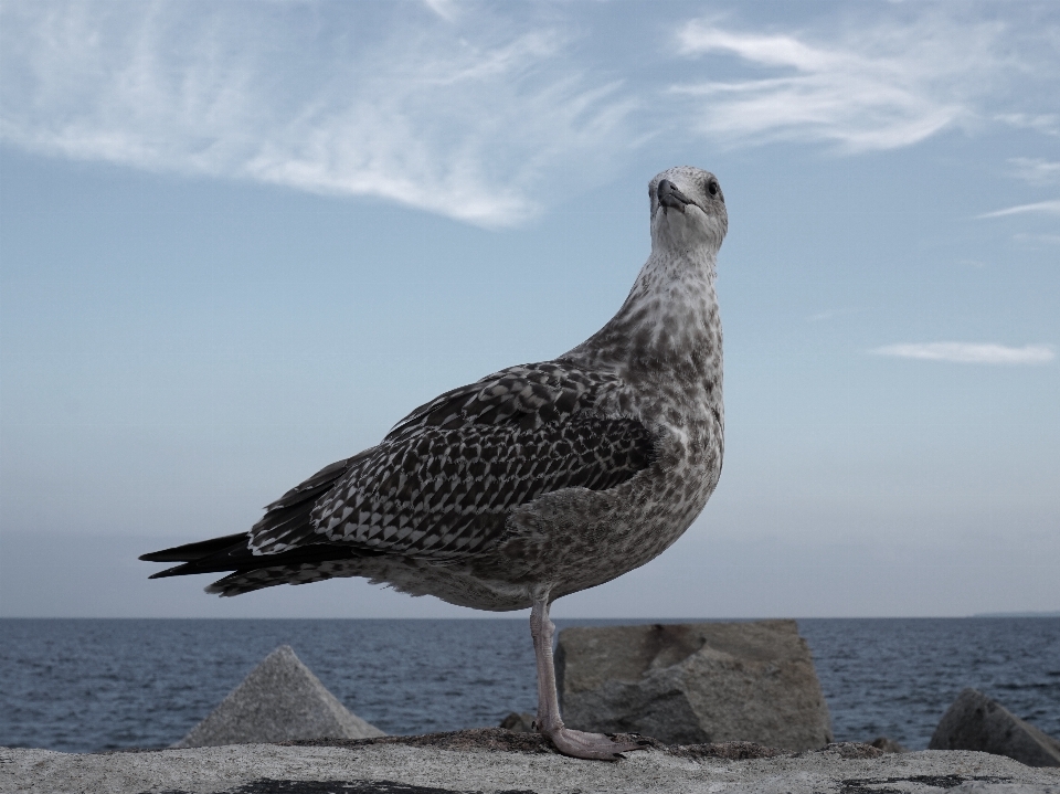 Mar pájaro costero
 ave marina
