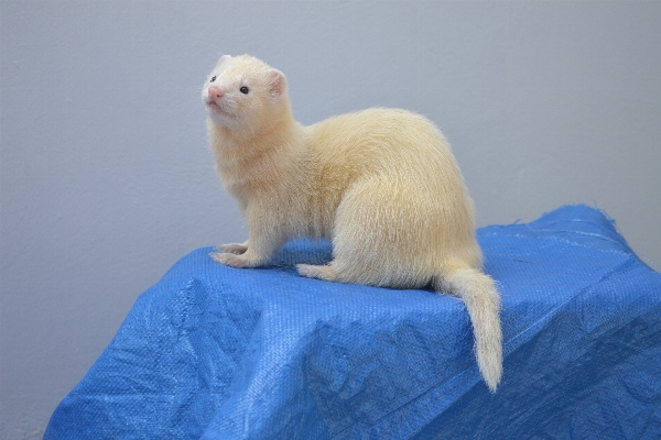 Cat mammal blue polar bear Photo