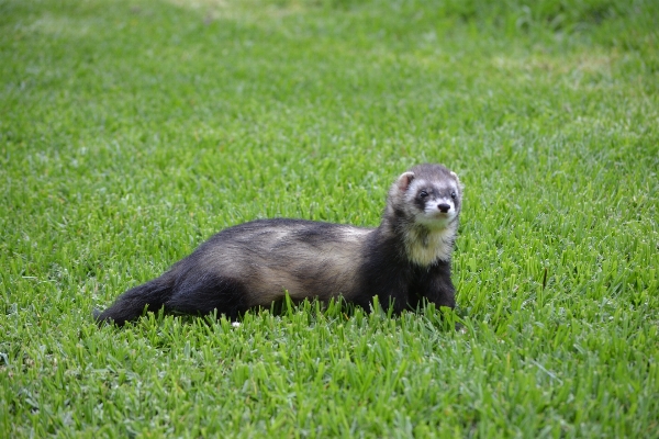 Grass mammal fauna pets Photo