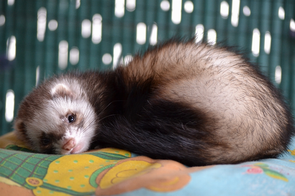 Mammal pets whiskers ferret