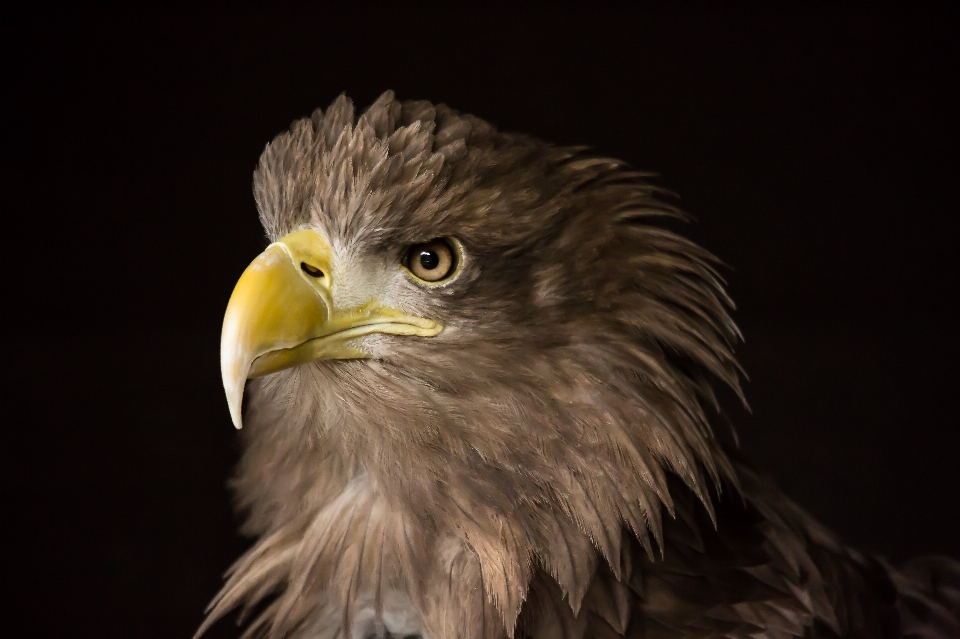 Nature oiseau aile faune