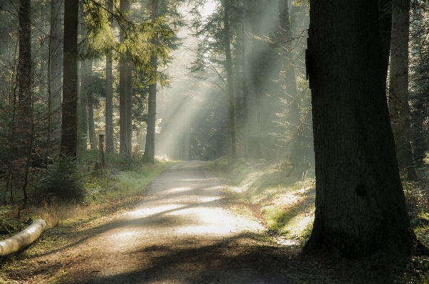 Landscape tree nature forest Photo