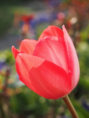 Plant flower petal tulip Photo