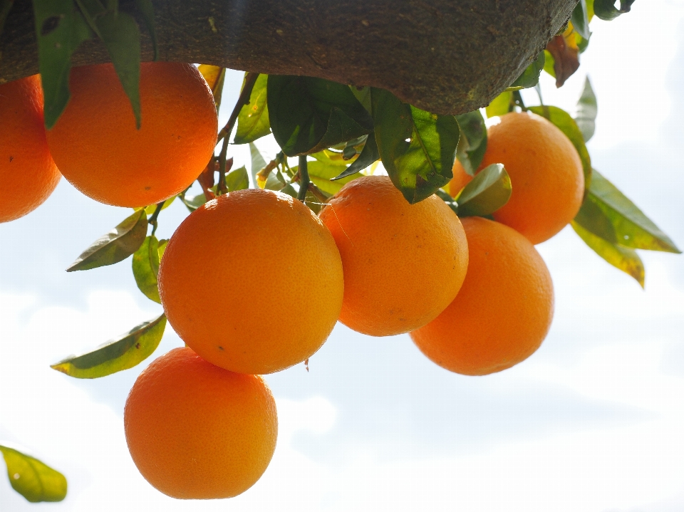 Arbre bifurquer usine fruit