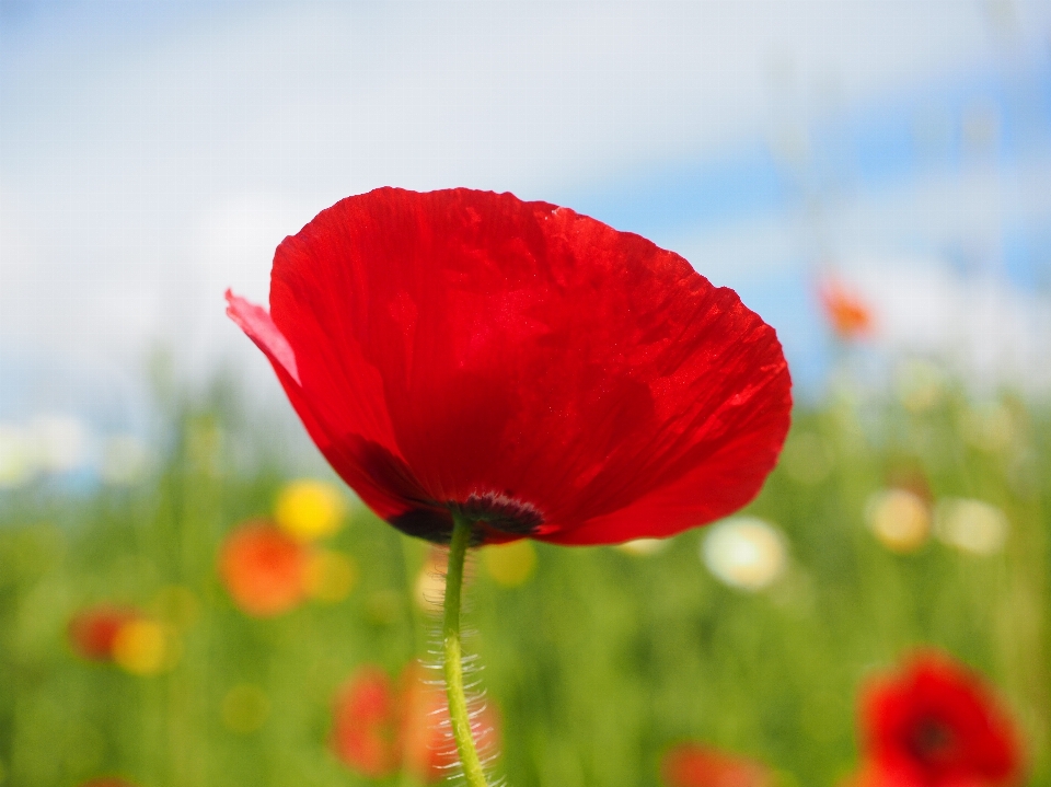 Natur blüte anlage feld