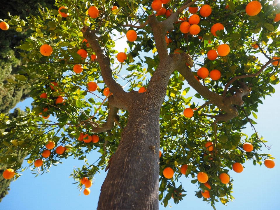 árbol rama planta fruta