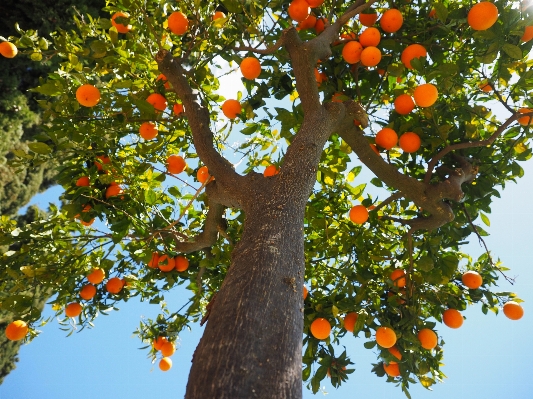 Tree branch plant fruit Photo