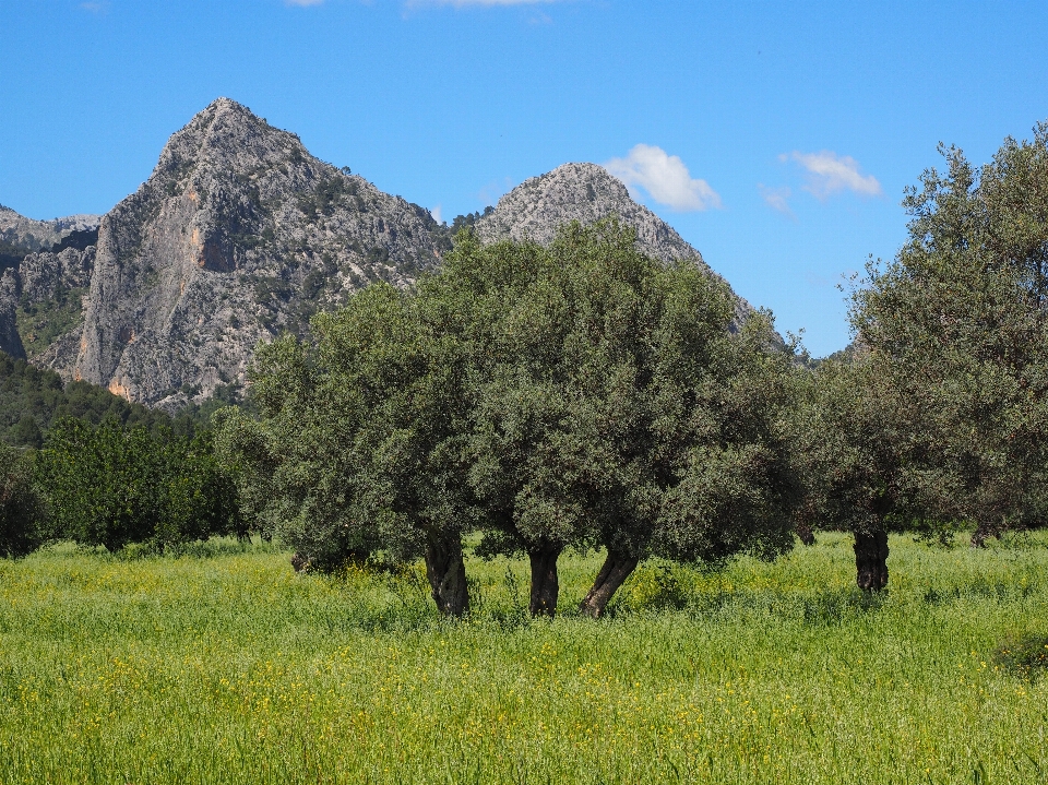 Baum berg anlage wiese
