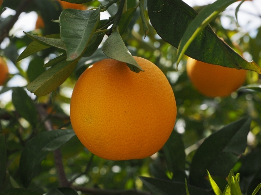 Tree branch plant fruit Photo