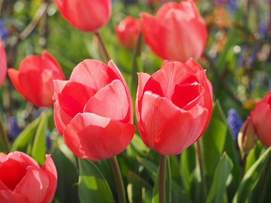 Plant flower petal tulip Photo