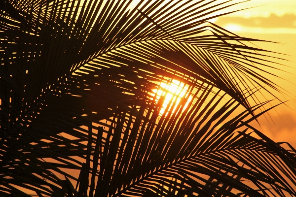 Nature branch light sky Photo