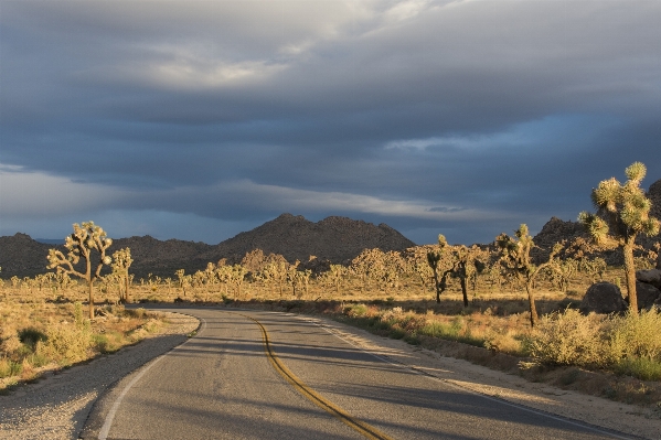 風景 木 自然 地平線 写真