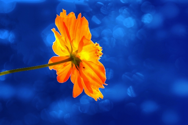 Blossom plant sky sunlight Photo