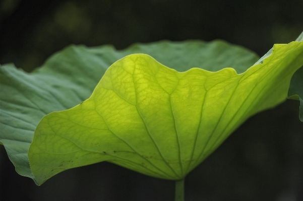 木 自然 植物 日光 写真