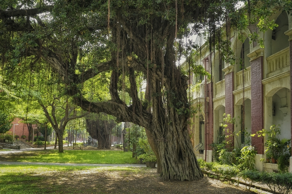 Pohon tanaman bunga botani
