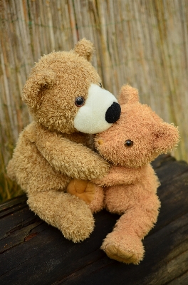 Sweet bear love friendship Photo