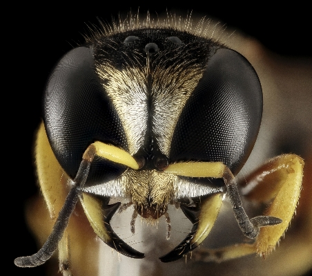 Foto Naturaleza fotografía flor fauna silvestre