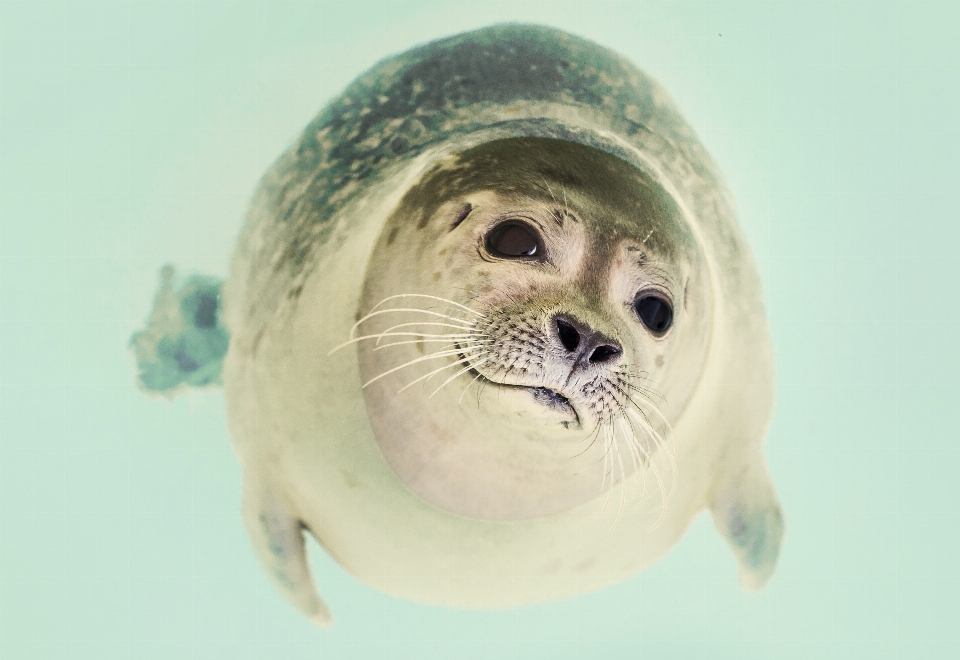 Natura oceano giocare dolce