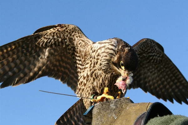 Bird wing wildlife beak Photo