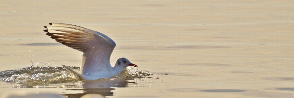 Acqua uccello ala lago