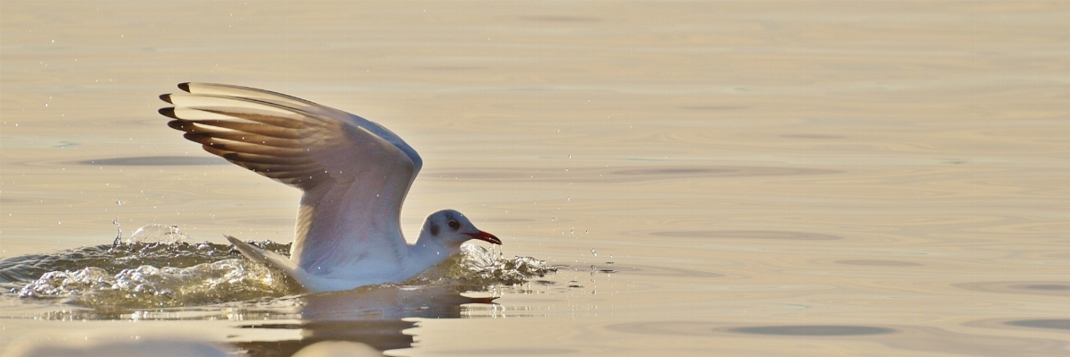 水 鳥 羽 湖 写真