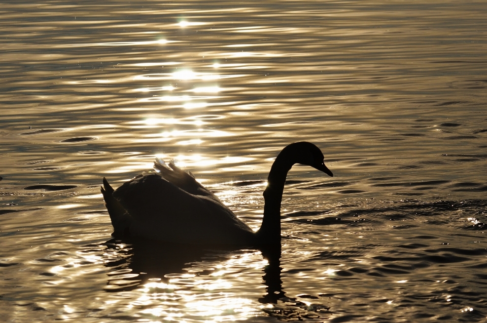 Sea water nature silhouette