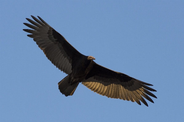 Nature bird wing flying Photo