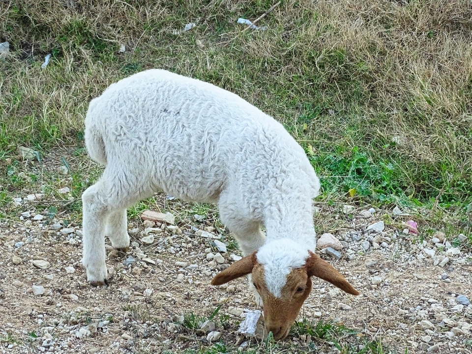 Natur gras tier weide
