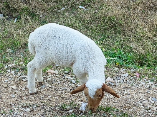 Nature grass animal pasture Photo