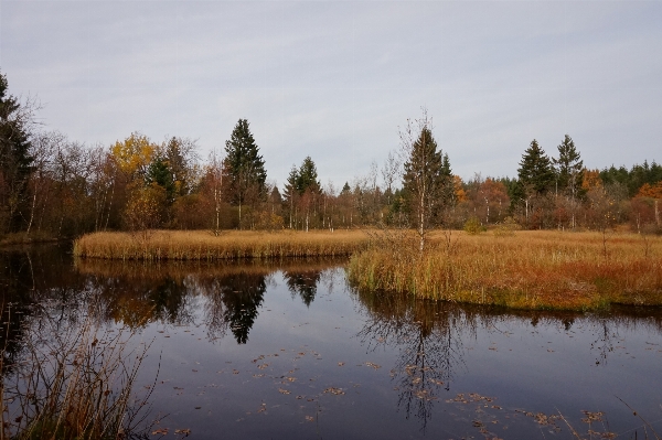 Landscape tree water nature Photo