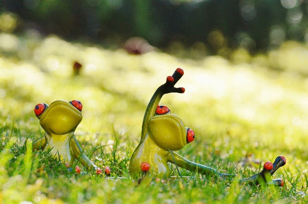 Natur gras vogel anlage Foto