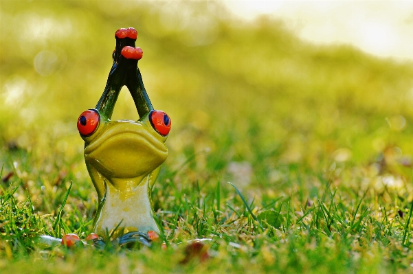 Natur gras vogel rasen Foto