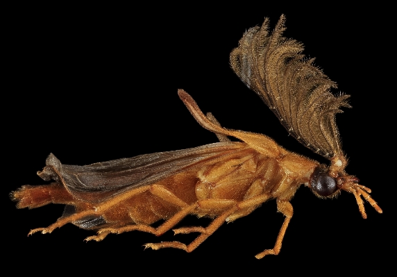 Nature wing profile male Photo