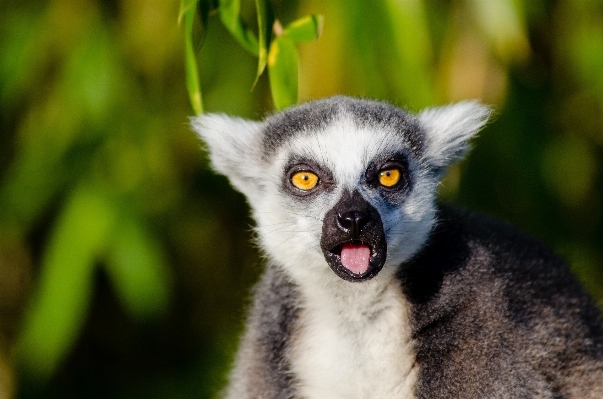 Foto Natura guardare animali selvatici zoo